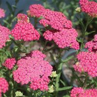 Achillea millefolium Vintage Rose