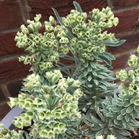 Euphorbia Silver Edge