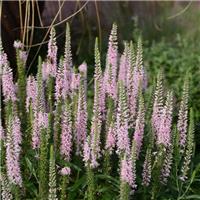 Veronica Moody Pink