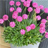 Armeria Dreameria Dreamland