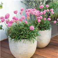 Armeria Dreameria Daydream