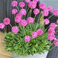 Armeria Dremeria Dreamland