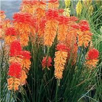 Kniphofia Poco Sunset - Red Hot Poker
