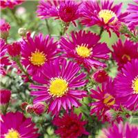 Aster novi-belgii 'Crimson Brocade'