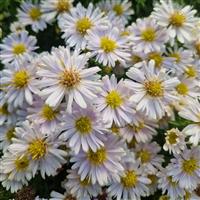 Aster novi-belgii 'Snow Cushion'