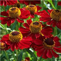 Helenium 'Helena Red'
