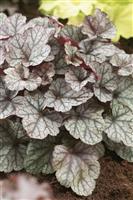 Heuchera 'Silver Scrolls'