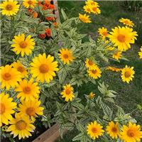 Heliopsis helianthoides Solar Flare - In Bud & Bloom
