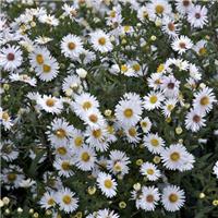 Aster Alpha White - Michaelmas Daisy - In Bud & Bloom