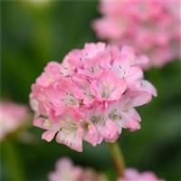 Armeria Dremeria Day Dream
