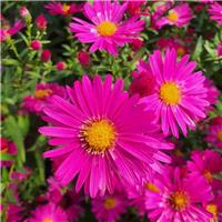 Aster novi-belgii 'Neron'