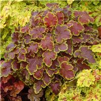 Heucherella Solar Eclipse
