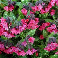 Pulmonaria 'Shrimps On The Barbie' - Lungwort