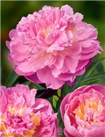 Paeonia Bella Donna - Peony Bella Donna