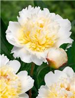 Paeonia Bridal Grace - Peony Bridal Grace