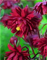 Aquilegia Bordeaux Barlow