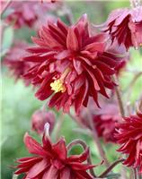 Aquilegia Ruby Port - Granny's Bonnet, Columbine