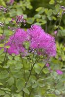 Thalictrum aquilegifolium Thundercloud