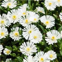 Delosperma congestum- White Nugget