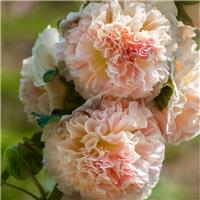 Alcea rosea 'Chaters Double Chamois'