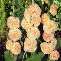 Alcea rosea "Chaters Double Salmon Pink"