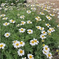 Anthemis "Tetworth"