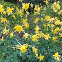 Aquilegia chrysantha 'Yellow Queen'