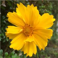Coreopsis grandiflora "Mayfield Giant"