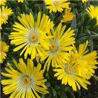 Delosperma congestum - Gold Nugget