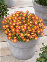 Delosperma cooperi Wheels of Wonder "Fire"