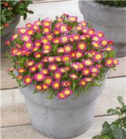 Delosperma cooperi Wheels of Wonder "Hot Pink"