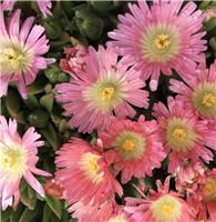 Delosperma sutherlandii 'Peach Star'