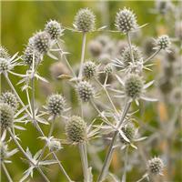Eryngium planum 'White Glitter'