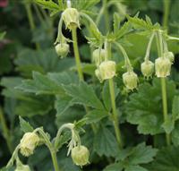 Geum rivale Album