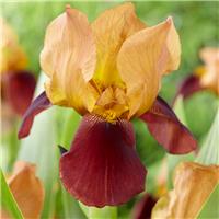 Iris 'Grand Chief'