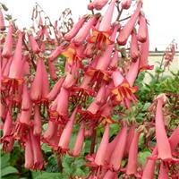 Phygelius x rectus 'Funfare Coral' - Cape Fuchsia