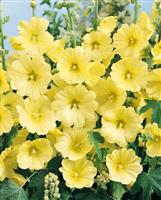 Alcea rosea "Sunshine"