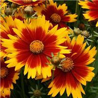 Coreopsis Big Bang "Sun Splash"
