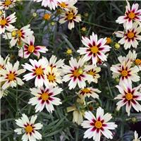 Coreopsis 'Li'l Bang Starlight'