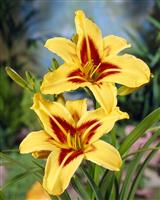 Hemerocallis 'Bonanza'