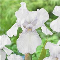 Iris 'English Cottage'