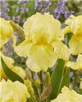 Iris 'October Sun'