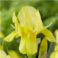 Iris 'Sangreal'