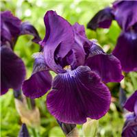 Iris 'Wild Missouri'