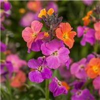 Erysimum Erysistible Magenta - In Bud & Bloom