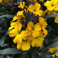 Erysimum Erysistible Yellow - Perennial Wallflower in Bud & Bloom