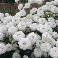 Achillea ptarmica 'Peter Cottontail'