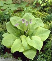 Hosta 'Sum and Substance'