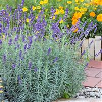 Lavender x intermedia 'Sensational' - Lavandula - Large Flowered