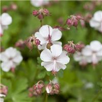 Geranium Cantabrigiense St Ola